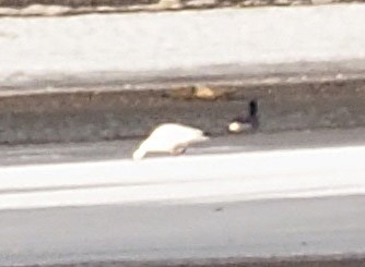 Snow Goose - ML631222454