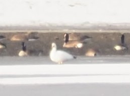 Snow Goose - ML631222461