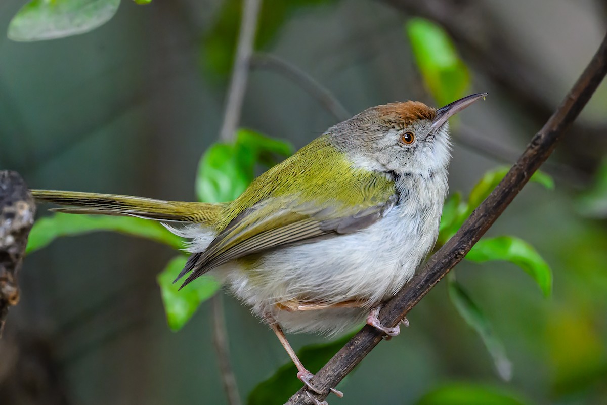 Common Tailorbird - ML631222469