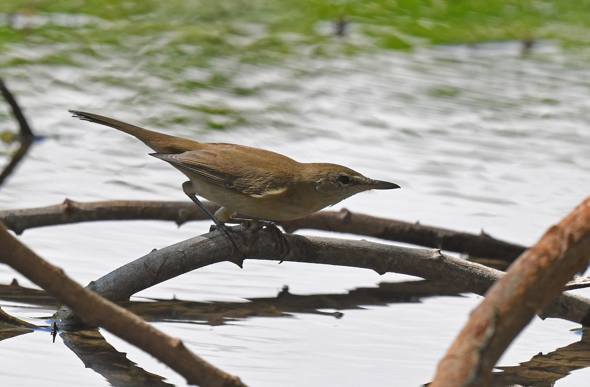 Carricero Estentóreo - ML631222470