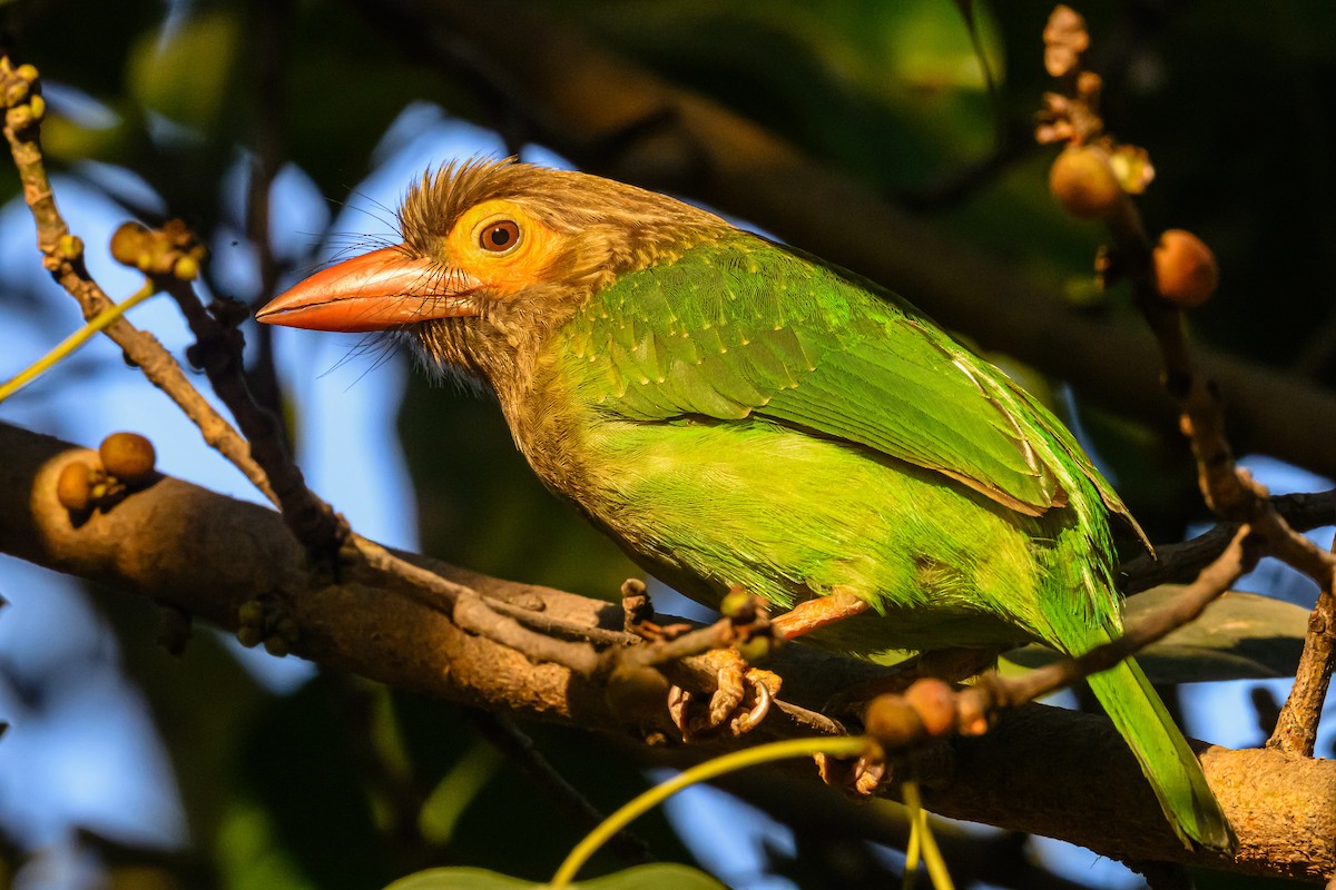 Brown-headed Barbet - ML631222492