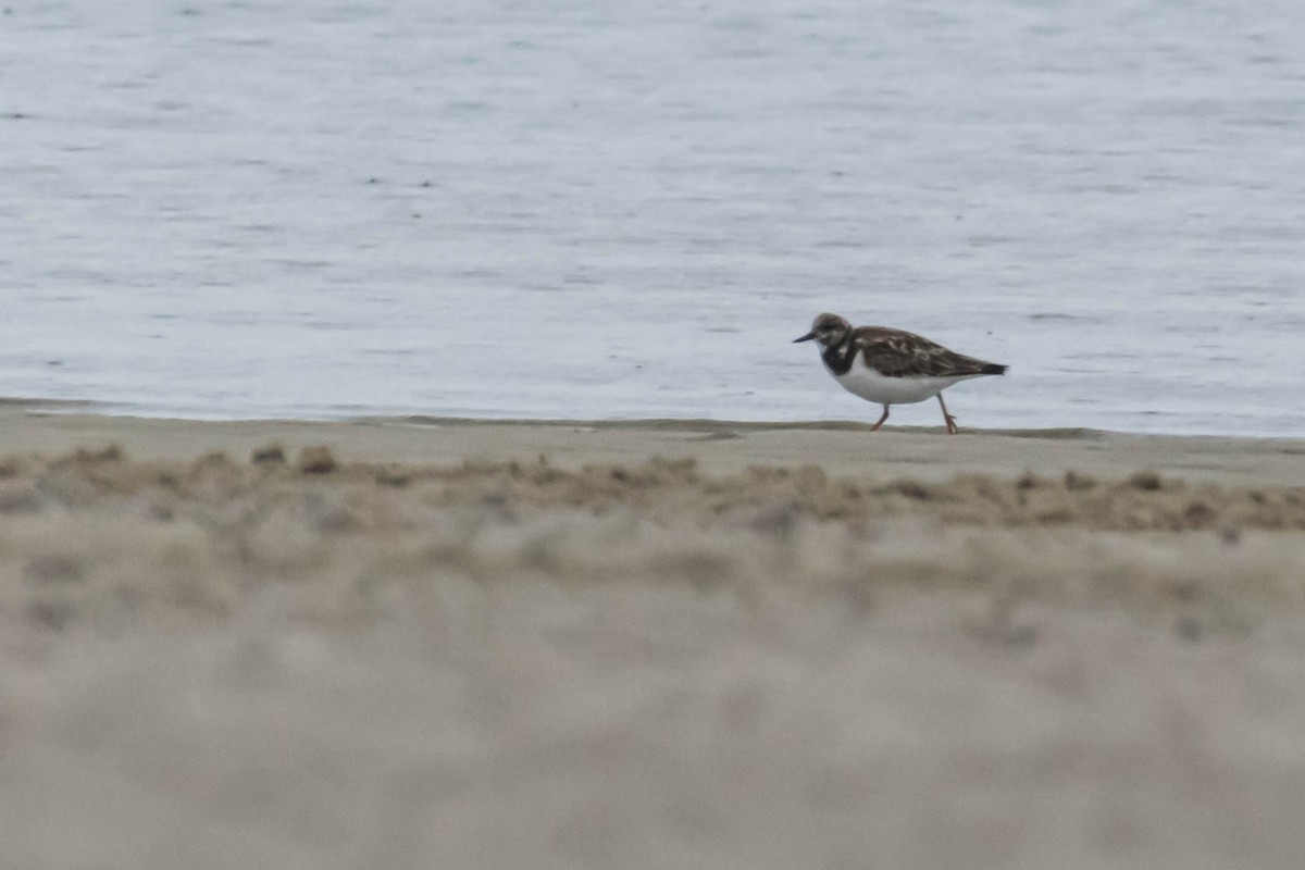 Ruddy Turnstone - ML631222512