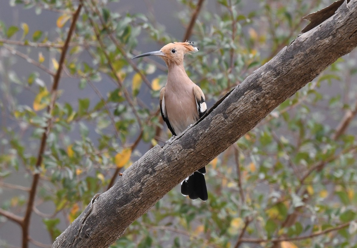 Abubilla Común - ML631222514