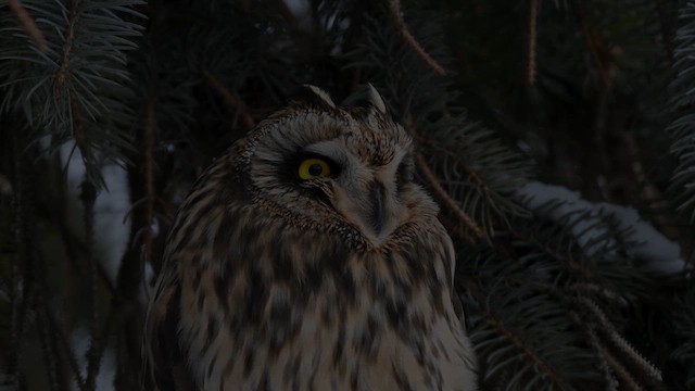 Short-eared Owl - ML631222571