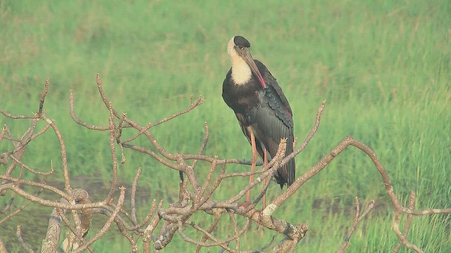 Asian Woolly-necked Stork - ML631222631