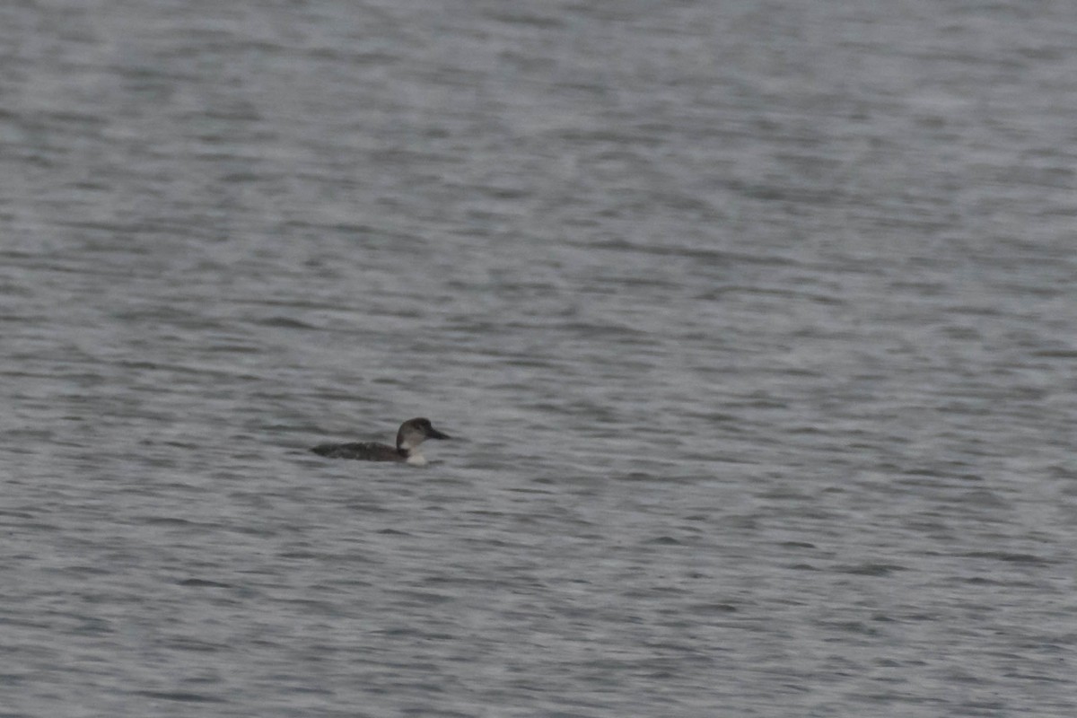 Common Loon - ML631222699