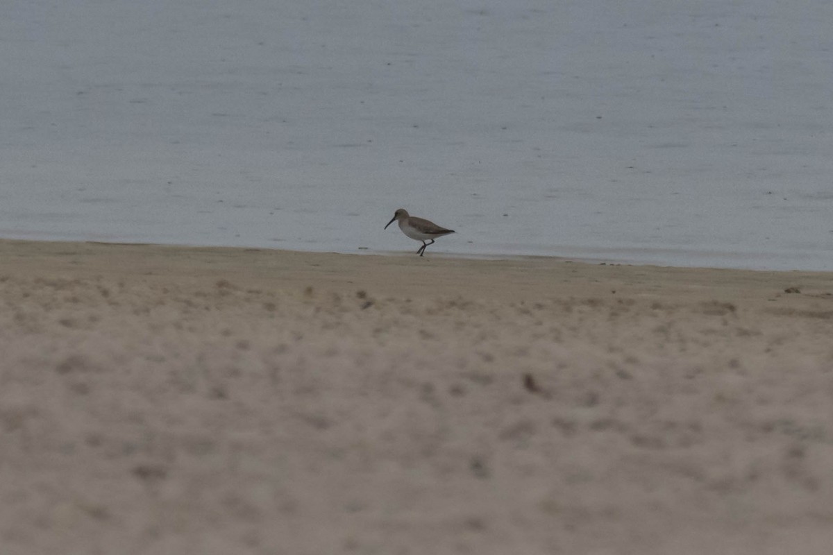 Dunlin - ML631222751