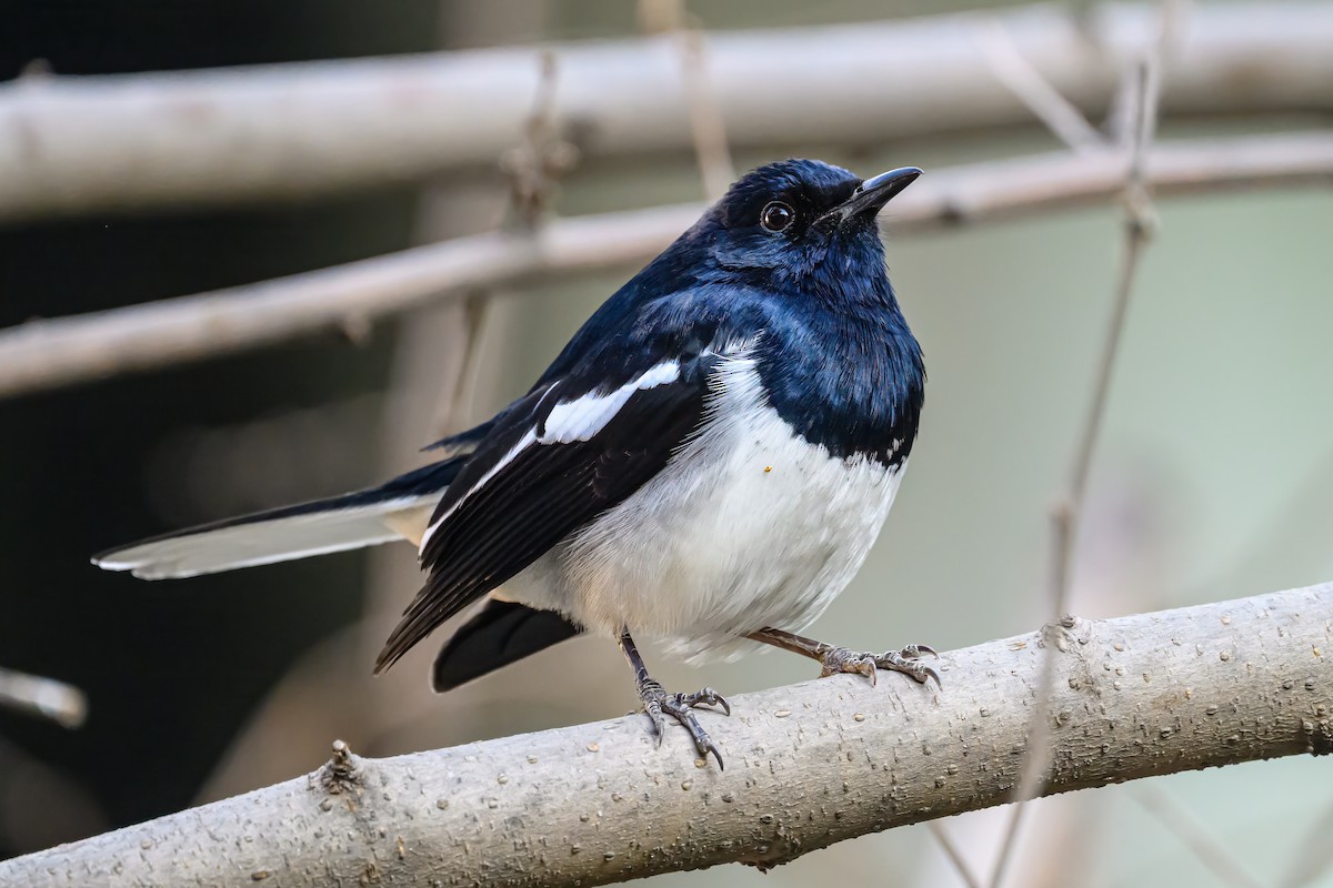 Oriental Magpie-Robin - ML631222767