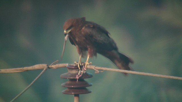 トビ（lineatus／formosanus） - ML631222777