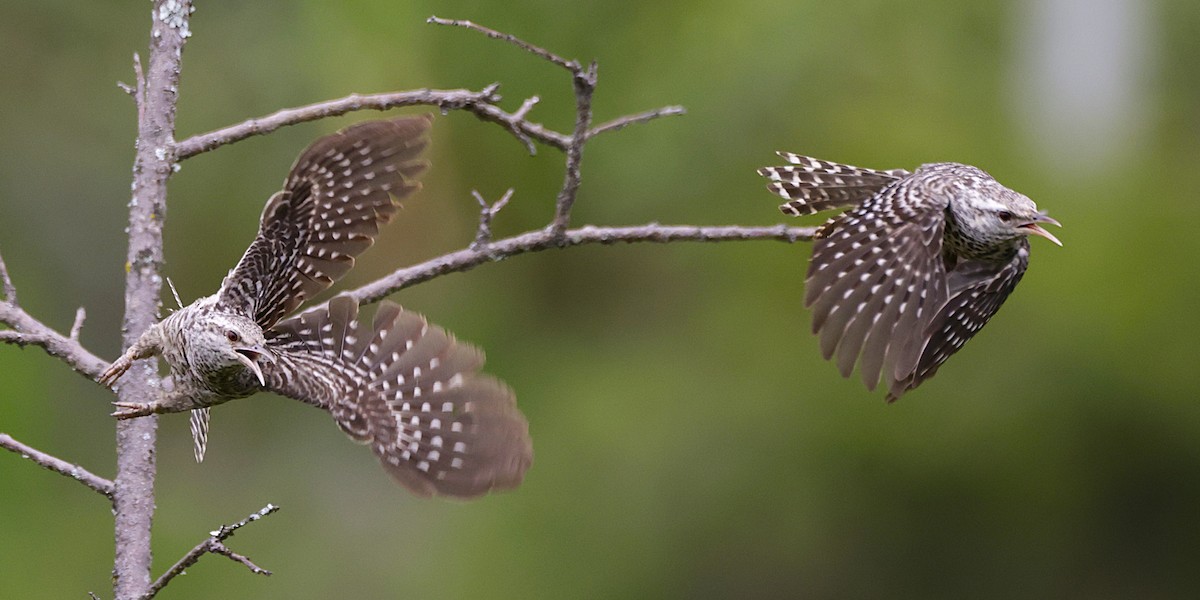 Fasciated Wren - ML631222811