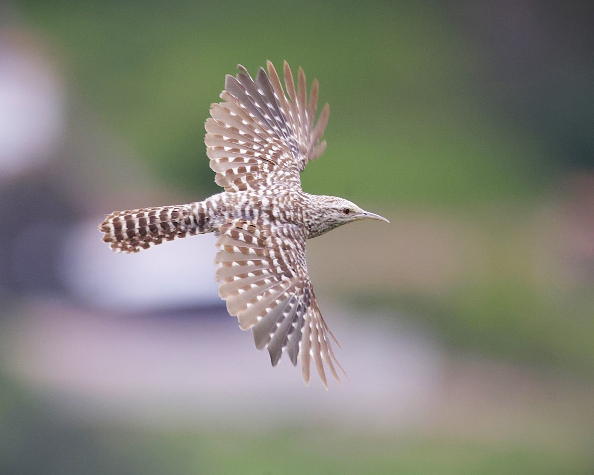 Fasciated Wren - ML631222812