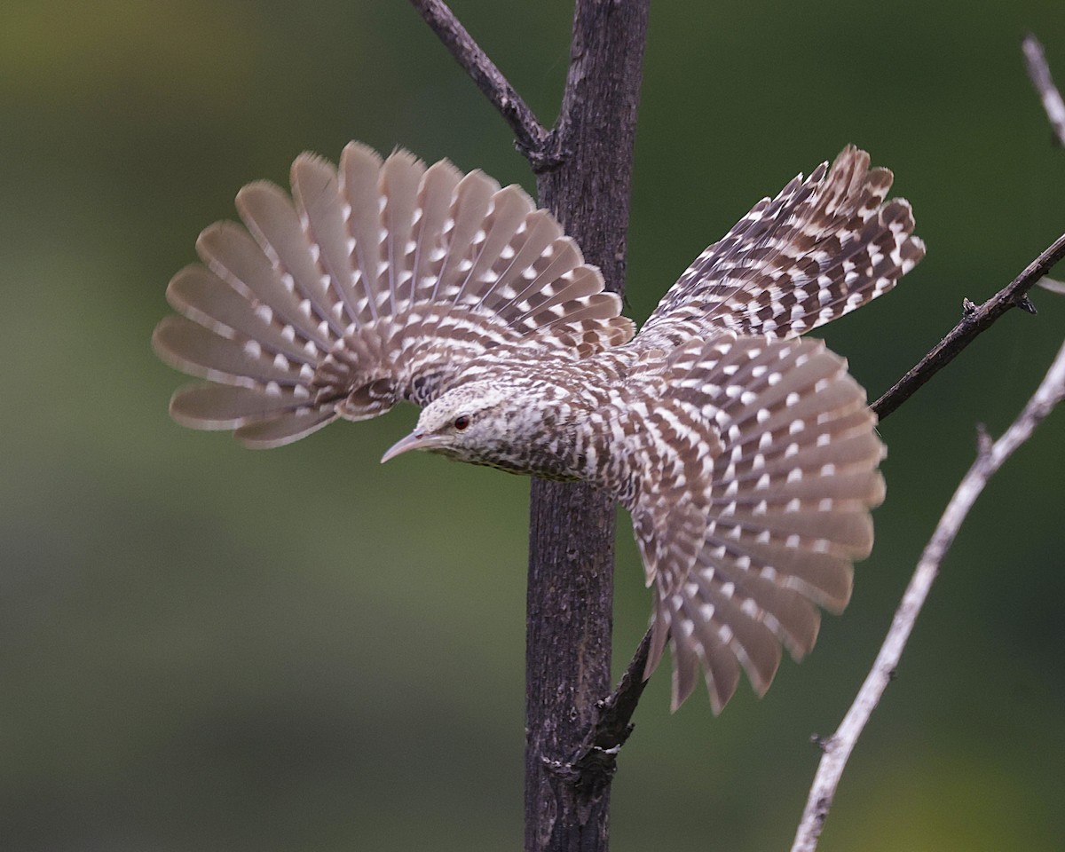 Fasciated Wren - ML631222813
