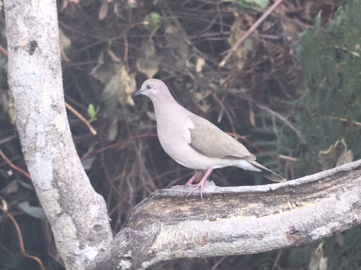 White-tipped Dove (White-tipped) - ML631222966