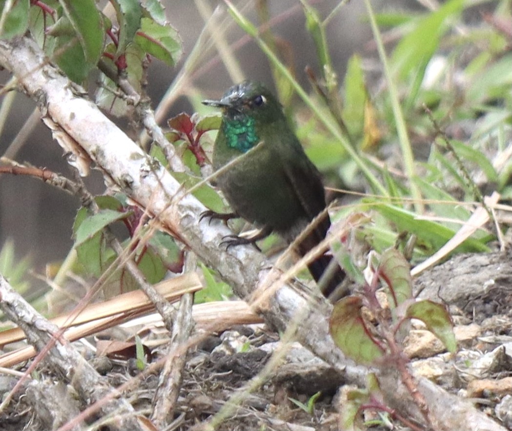 Tyrian Metaltail (Santa Marta) - ML631222981
