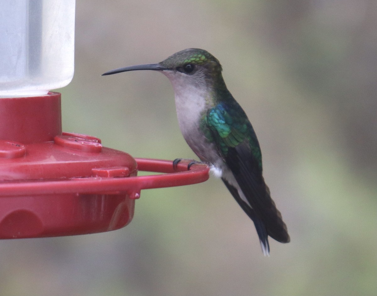 Crowned Woodnymph - ML631222996