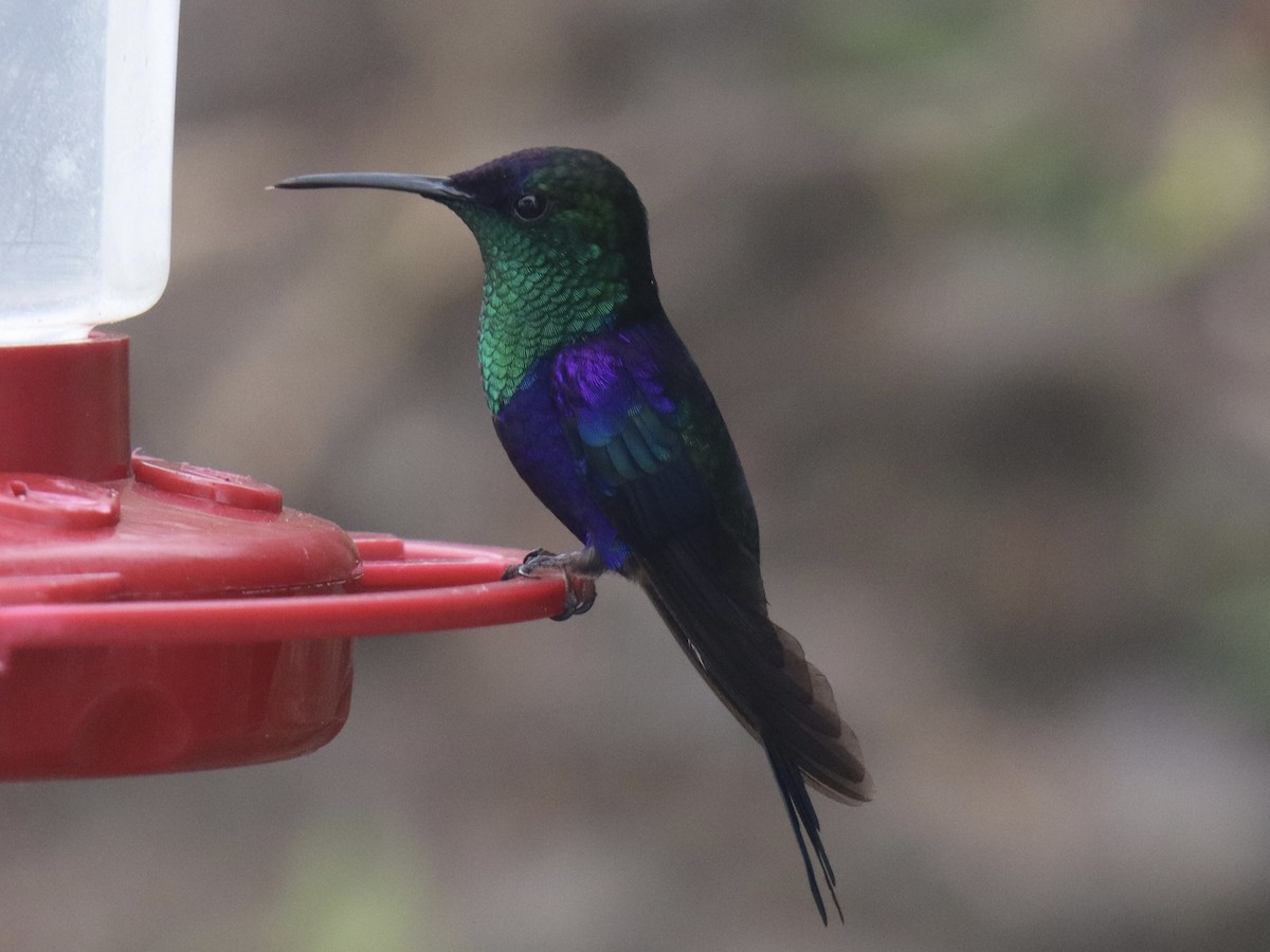Crowned Woodnymph - ML631222997