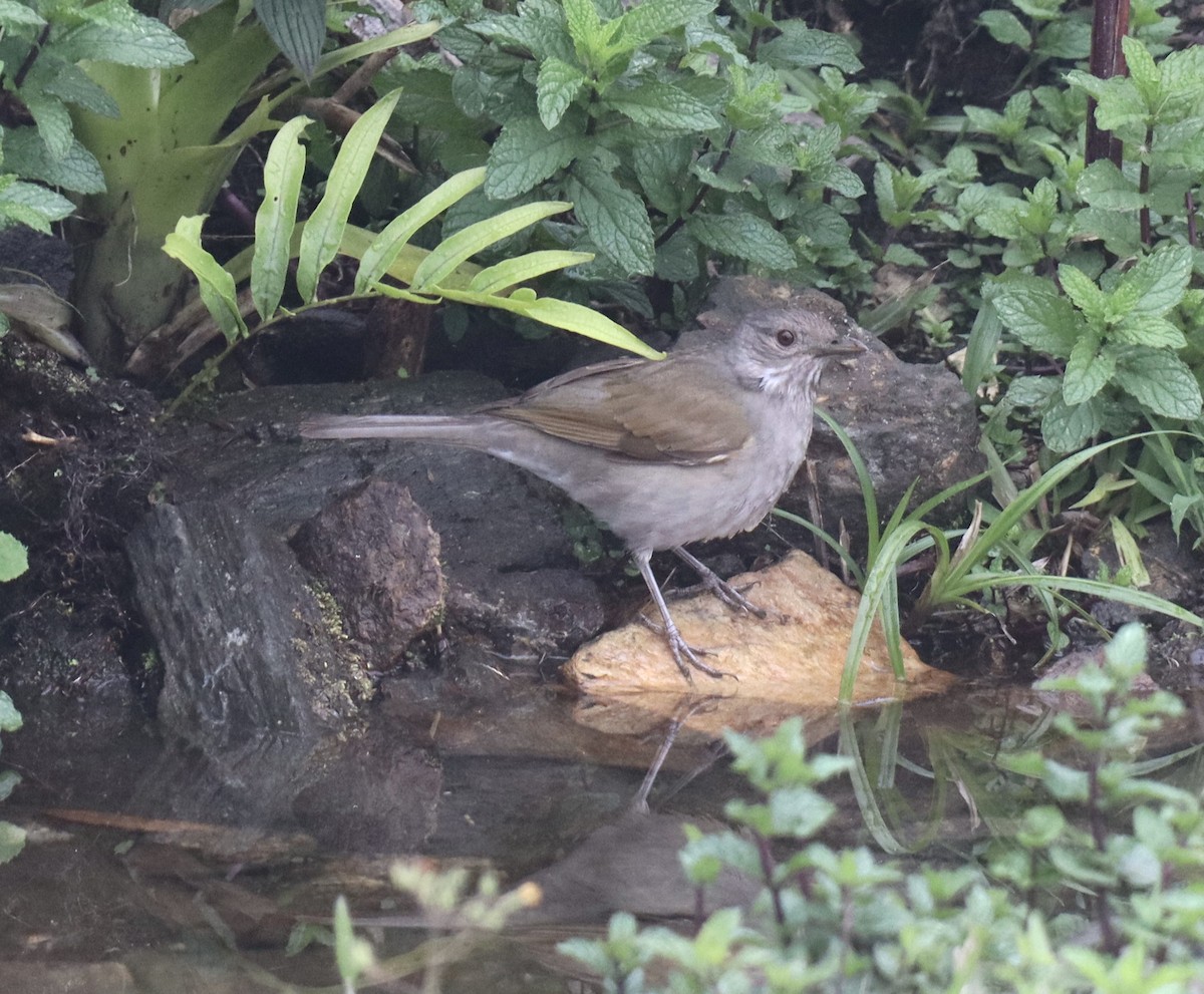 Pale-breasted Thrush - ML631223013