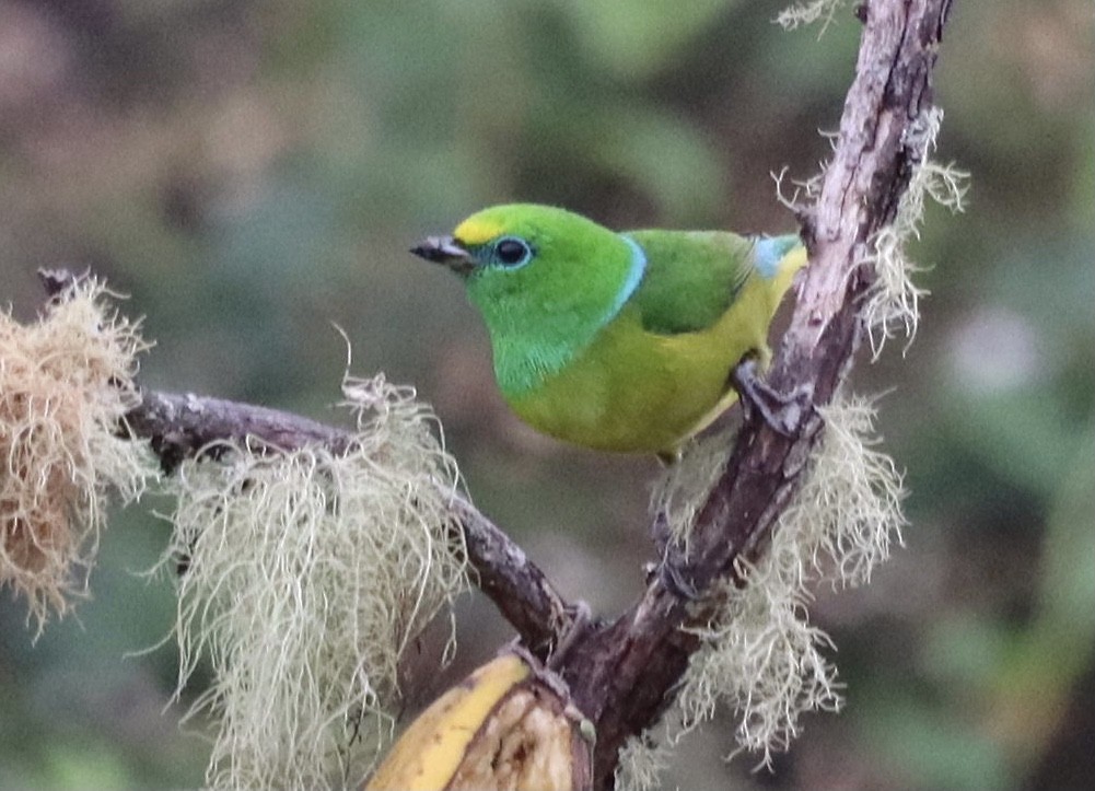 Blue-naped Chlorophonia - ML631223023