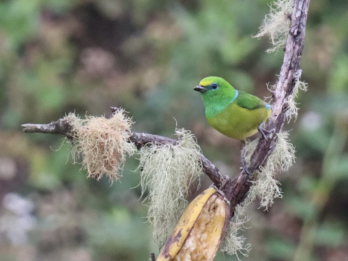 Blue-naped Chlorophonia - ML631223024