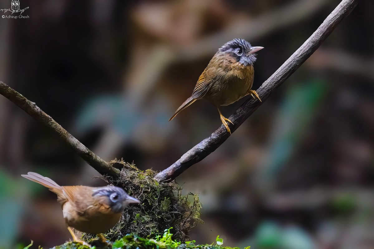 Gray-throated Babbler - ML631223102