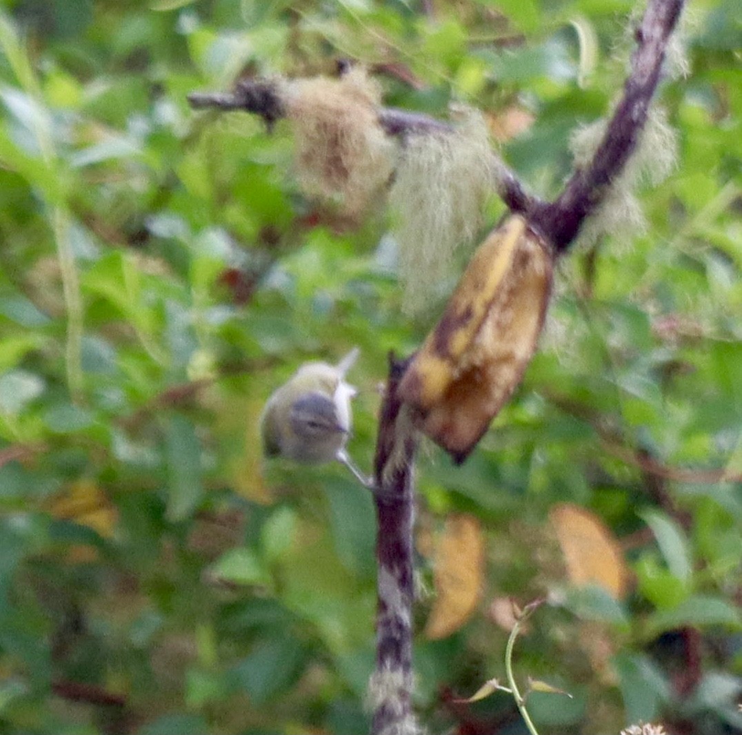 Tennessee Warbler - ML631223118