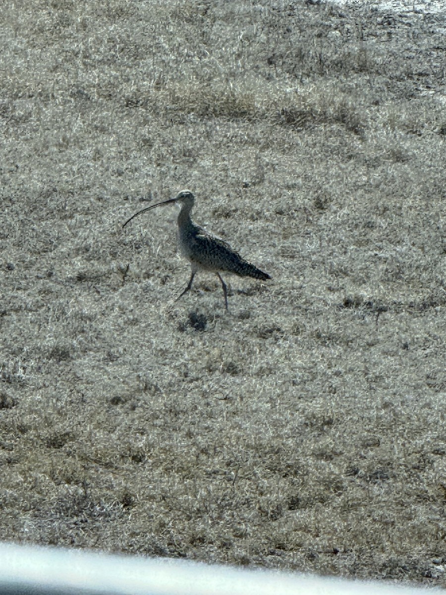 Long-billed Curlew - ML631223224