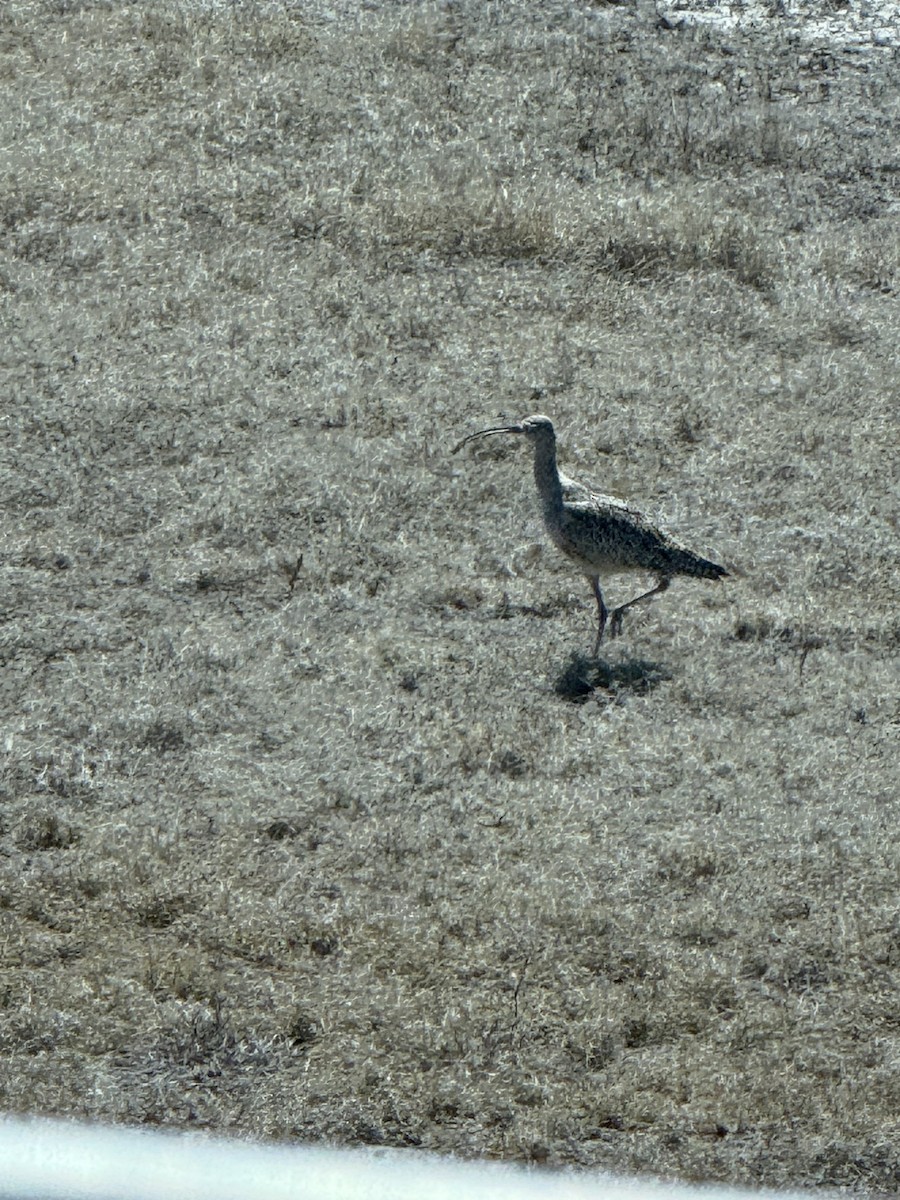 Long-billed Curlew - ML631223225