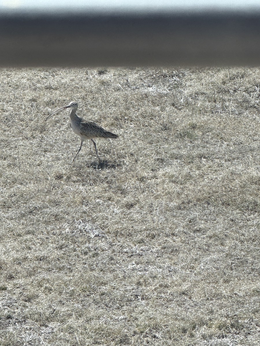 Long-billed Curlew - ML631223226