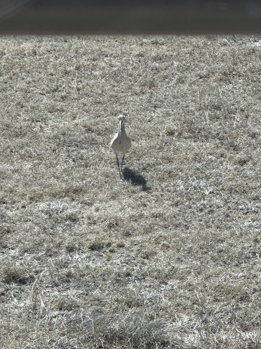 Long-billed Curlew - ML631223227