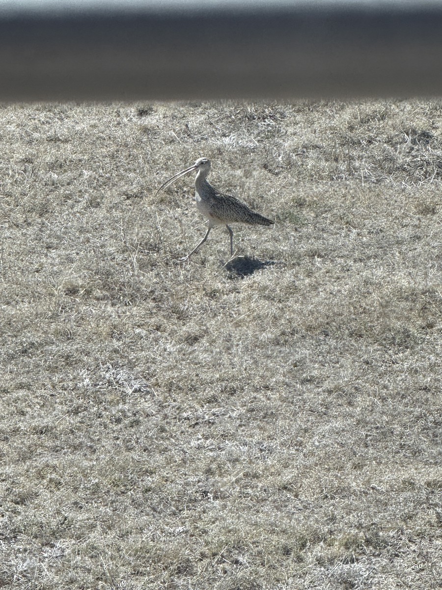 Long-billed Curlew - ML631223228