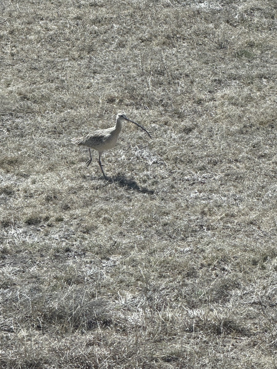 Long-billed Curlew - ML631223229