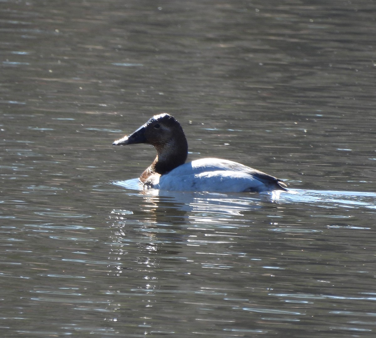 Canvasback - ML631223269