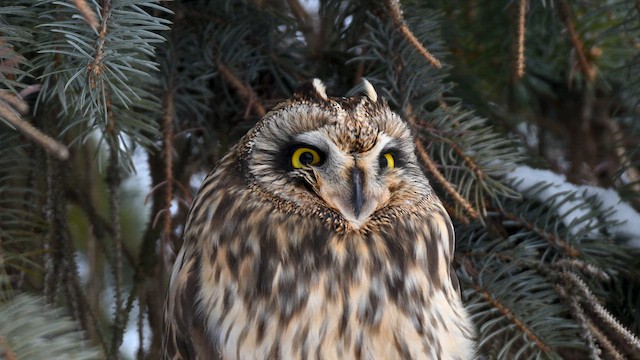 Short-eared Owl - ML631223276