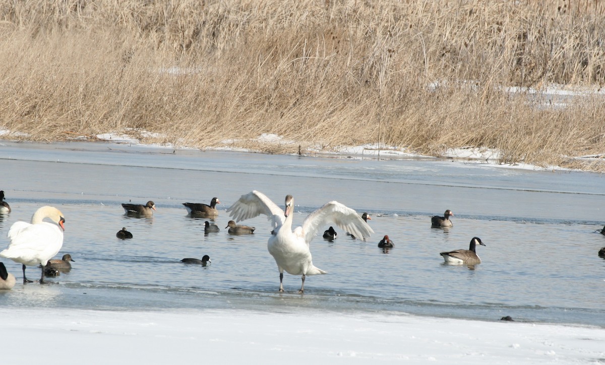 Greater White-fronted Goose - ML631223292