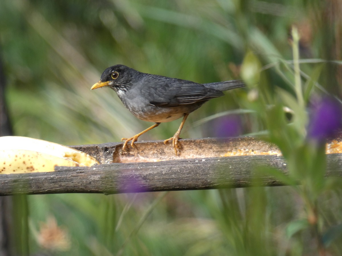 Andean Slaty Thrush - ML631223327