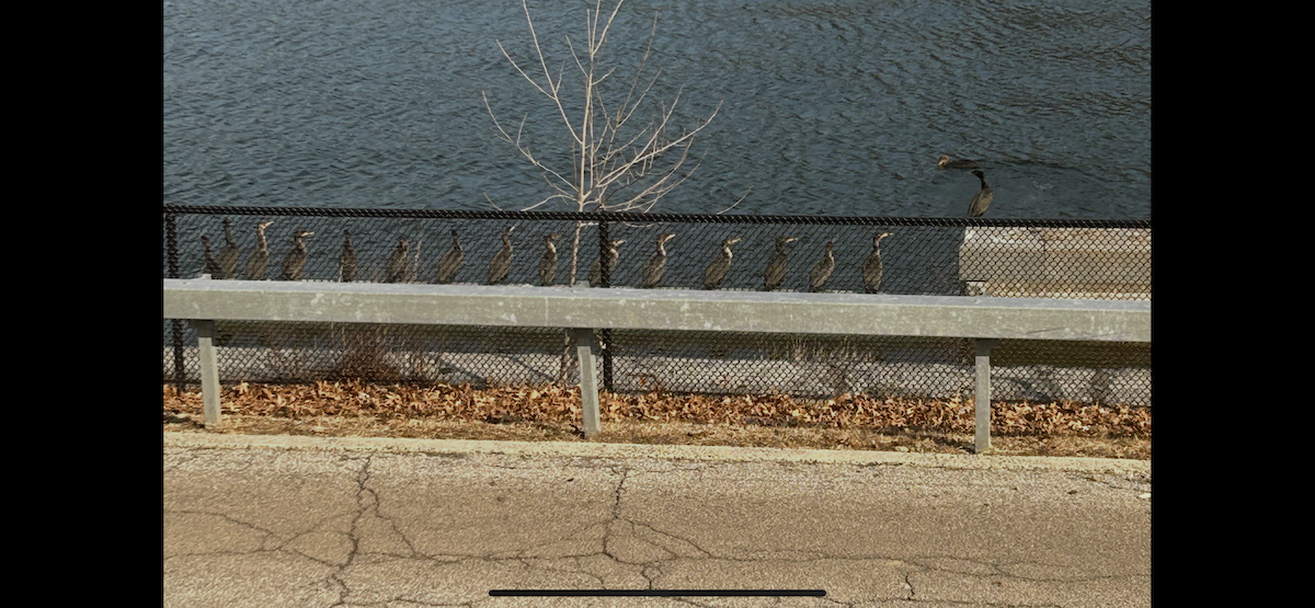 Double-crested Cormorant - ML631223393