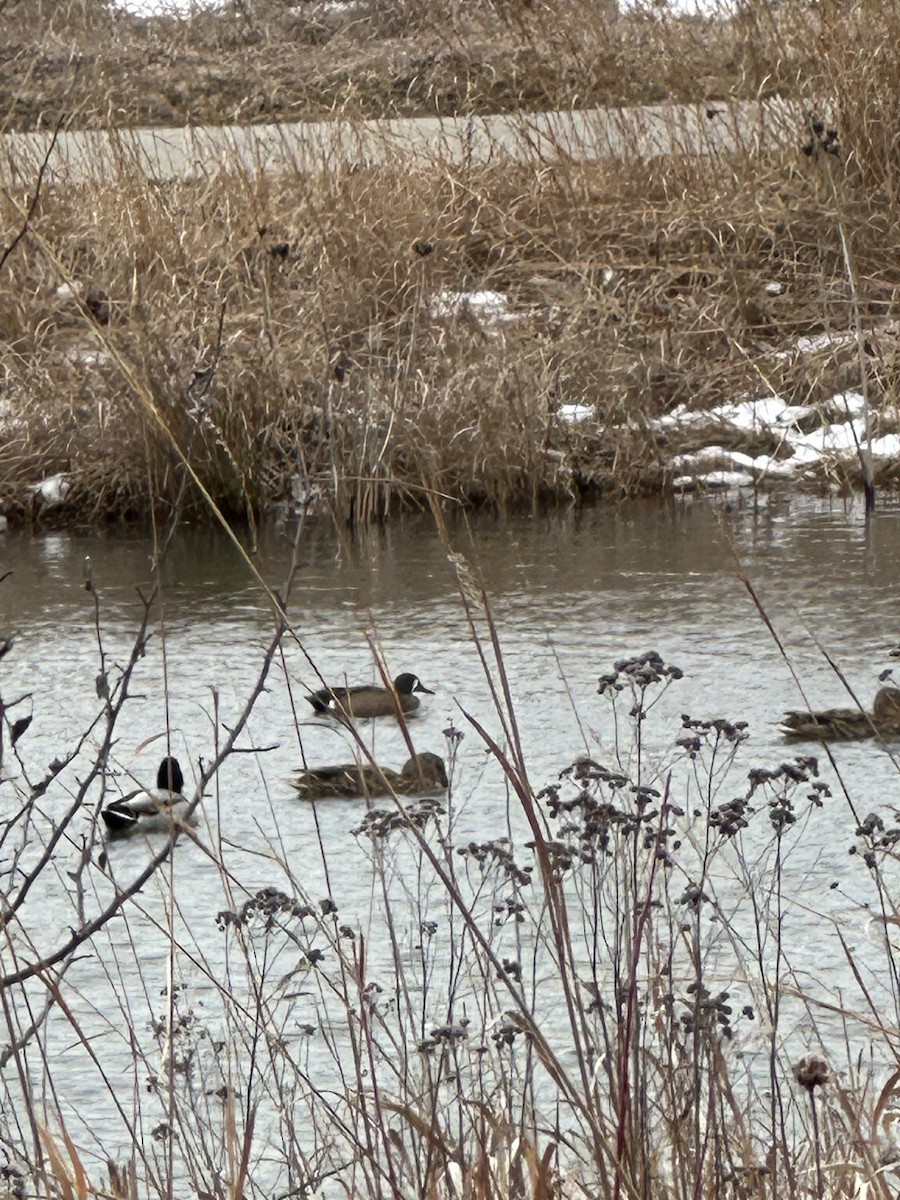 Blue-winged Teal - ML631223415