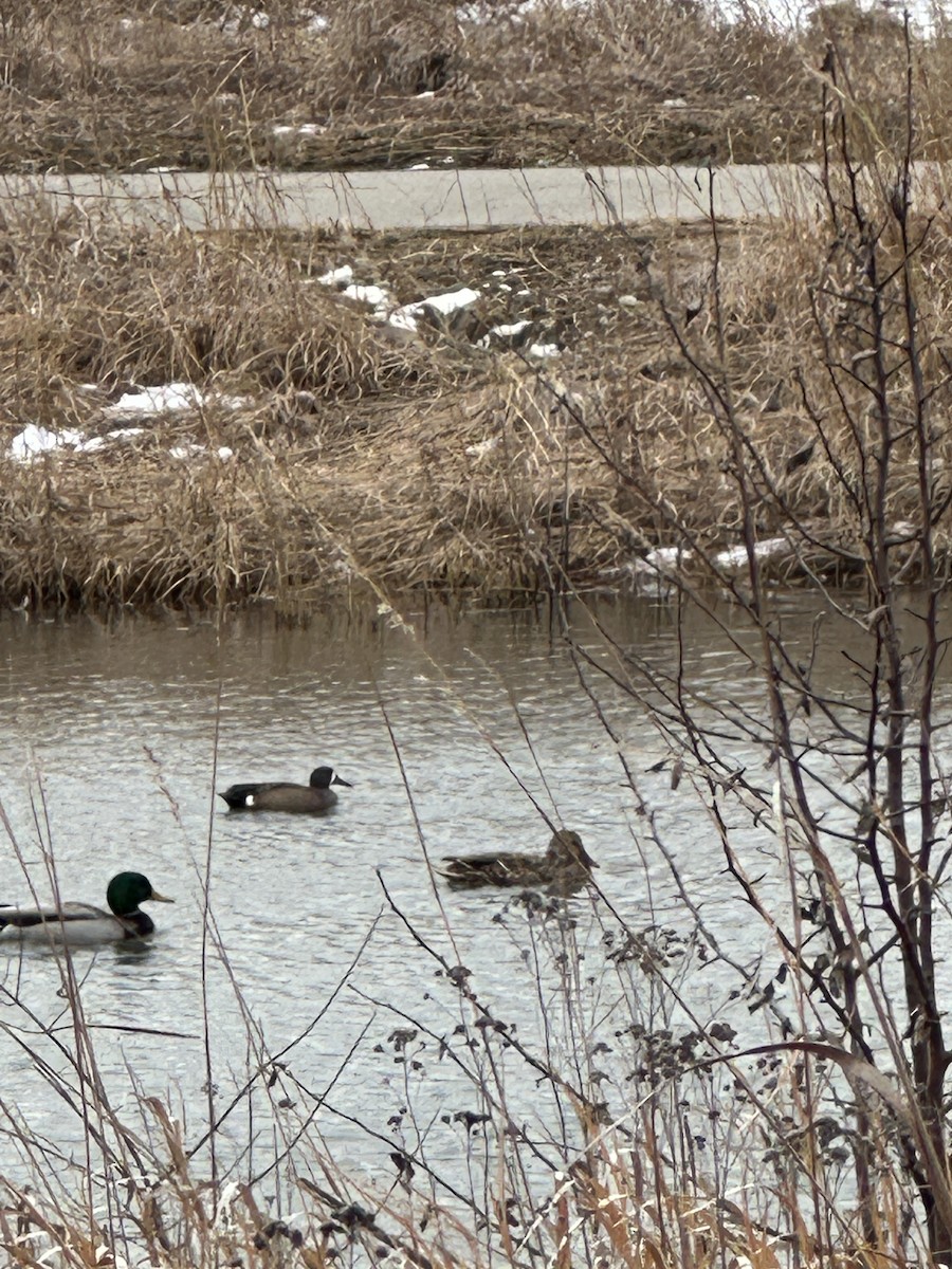 Blue-winged Teal - ML631223416