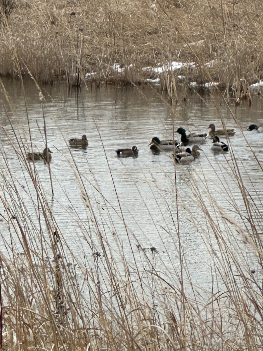 Blue-winged Teal - ML631223417
