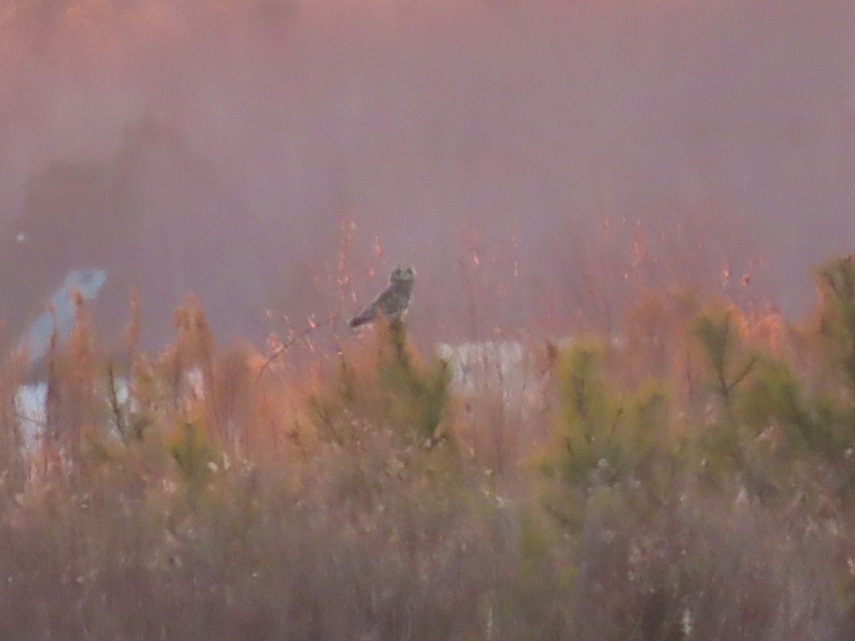 Short-eared Owl - ML631223426