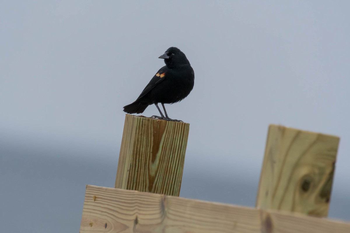 Red-winged Blackbird - ML631223437
