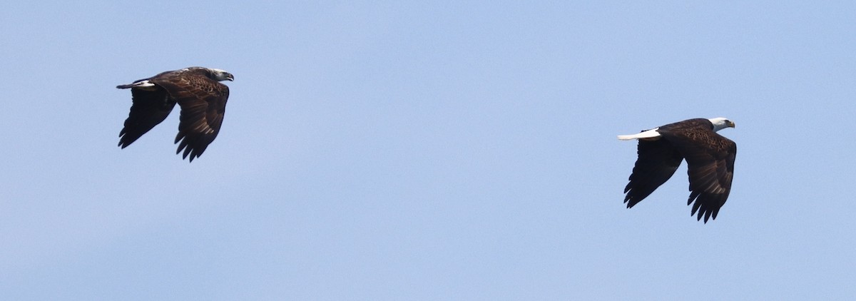 Bald Eagle - ML631223984