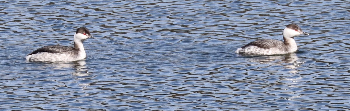 Horned Grebe - ML631223993