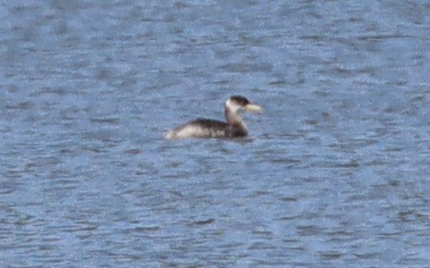 Red-necked Grebe - ML631224000