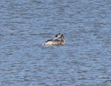 Red-necked Grebe - ML631224010