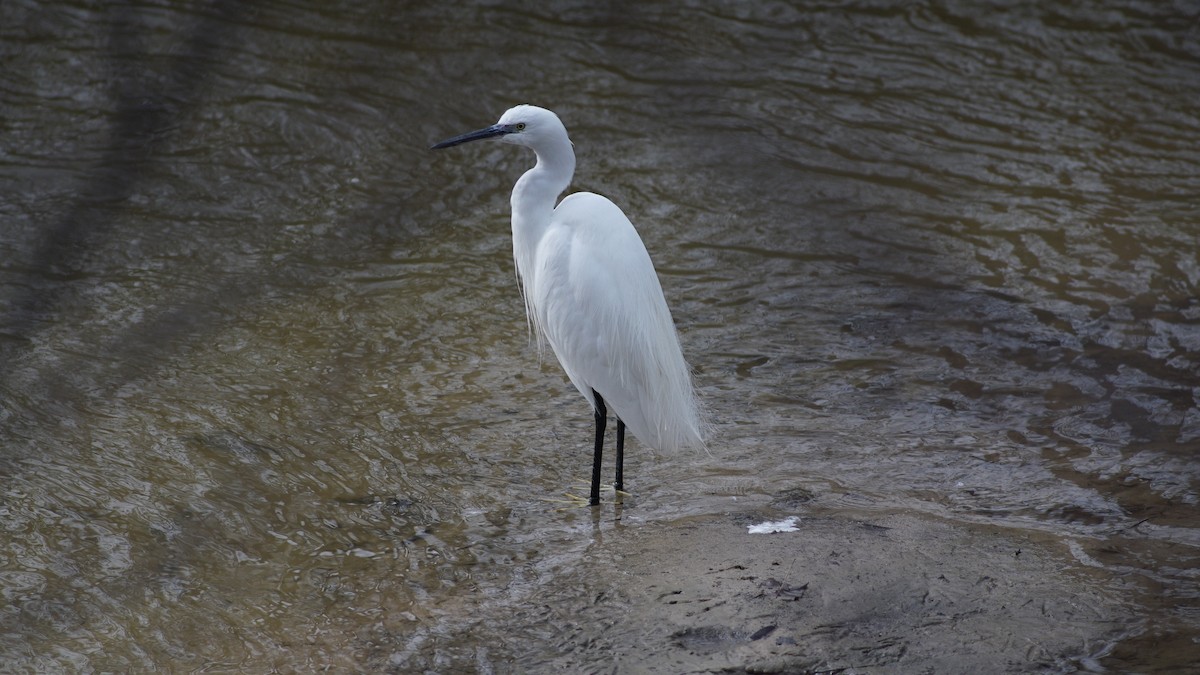 Little Egret - ML631224209