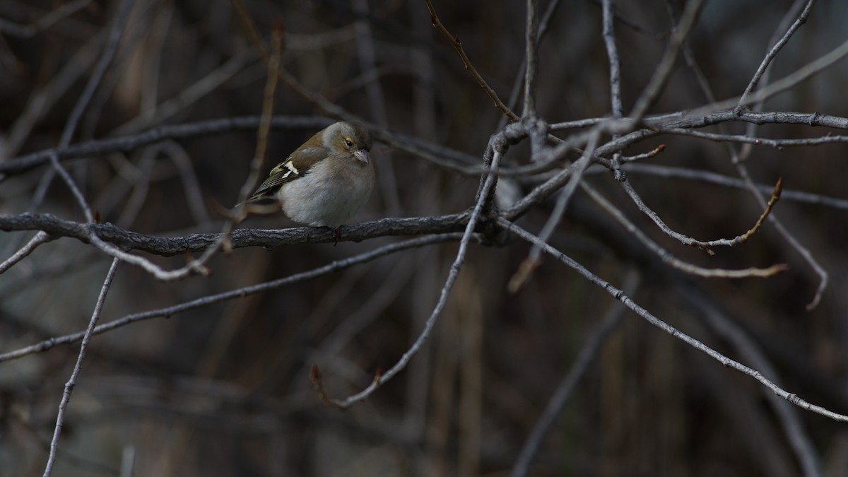 Common Chaffinch - ML631224284