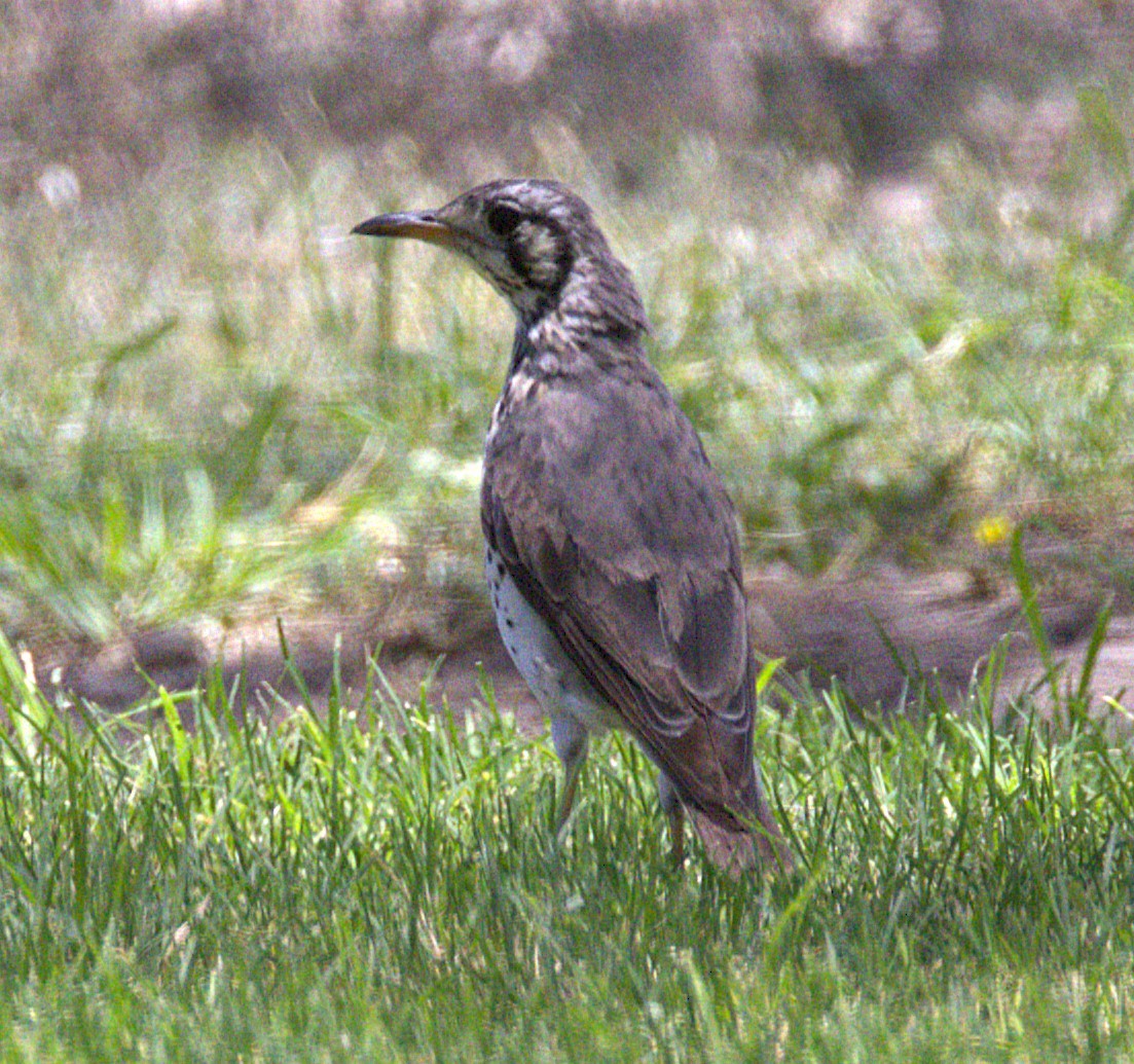 Groundscraper Thrush - ML631224317