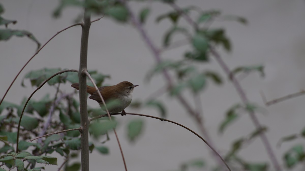 Cetti's Warbler - ML631224331