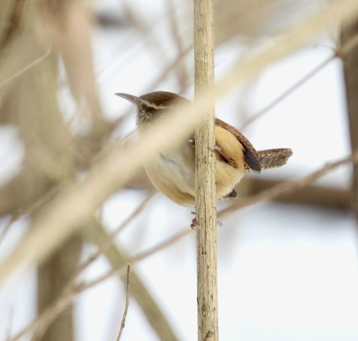 Carolina Wren - ML631224335
